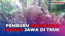 Terancam Punah, 26 Badak Jawa di Taman Nasional Ujung Kulon Mati Ditangan Pemburu