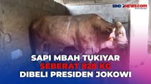 Sapi Simmental Mbah Tukiyar dengan Bobot 828 Kg Dibeli Presiden Jokowi