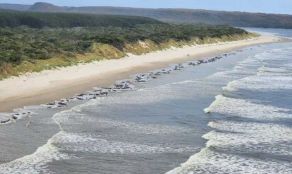 230 Paus Pilot Terdampar di Pantai Tasmania, 32 Ekor Berhasil Diselamatkan