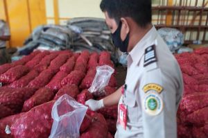 Barantan Kementan Tahan 36 Ton Bawang Merah Impor Ilegal