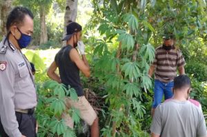 Jatuh dari Pohon Kelapa, Warga Turi Sleman Meninggal di Lokasi