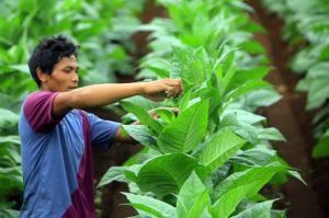 Petani Tembakau Tunggu Kepastian Serapan Pabrikan Jelang Panen