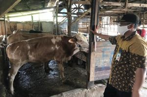 KPKP Jakarta Utara Temukan 19,5 Kg Jeroan Tidak Layak Konsumsi