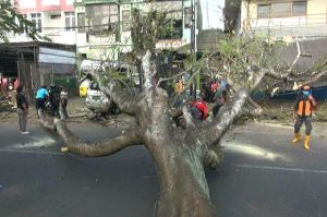 Pohon Trembesi Tua 20 Meter Tumbang, 3 Warga Luka dan 4 Kendaraan Rusak