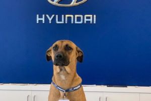Anjing Liar Jadi Duta Penjualan Hyundai di Brazil