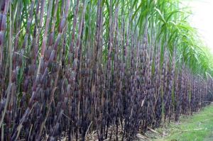 Investasi Pabrik Gula Bakal Manis Jika Bergandengan dengan Kebun Tebu