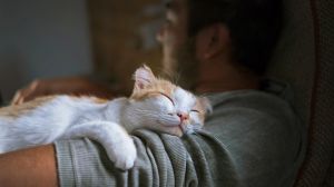 4 Penyakit yang Sering Diderita Kucing di Indonesia dan Cara Mencegahnya