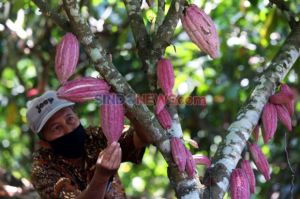 Bidik Produksi 1 Juta Ton, Mentan SYL Siap Tanam Kakao di Semua Pulau