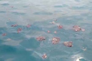 Tumpahan Minyak Ditemukan Kembali di Pulau Panggang dan Pulau Pramuka