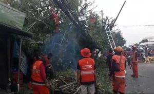 Pohon Kedongdong Tumbang Hancurkan 2 Warung Makan di Jakarta Timur