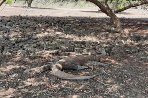 Sederet Fakta Komodo, Hewan Pulau Rinca yang Disulap Jadi Jurassic Park