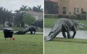 Gempar!! Alligator Invasi Lapangan Golf Florida, Pegolf Kabur