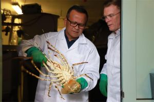 Bongkar Fakta Unik Akal-akalan Perusahan Baru Ekspor Benih Lobster