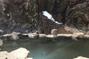 Melihat Kumpulan Monyet Salju Berendam di Snow Monkey Park
