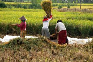 Gandeng Tani Hub, BRI Agro Perluas Pasar di Sektor Pertanian