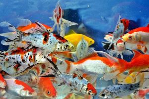 Budidaya Ikan Hias Tingkatkan Pendapatan Masyarakat di Tengah Pandemi