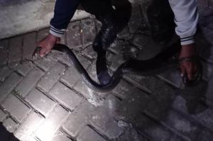 Ular Kobra Teror Warga Jakarta Barat, Ditemukan Bersembunyi di Samping Lemari
