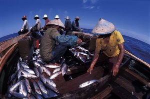Maluku Bakal Jadi Lumbung Ikan Nasional
