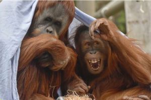 Orangutan di Penangkaran Telah Menciptakan Cara Baru untuk Berkomunikasi