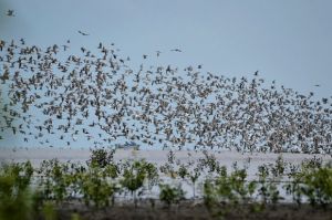 Kenapa Migrasi Burung Tidak Pernah Tersasar, Ini Penjelasannya