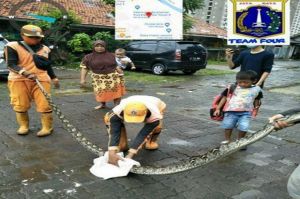 Ular Sanca Empat Meter Ditemukan di Meruya saat Banjir