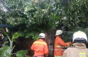 Angin Kencang,  4 Rumah Dihuni 25 Orang Tertimpa Pohon Tumbang di Cakung