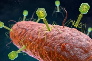 Ilmuwan Temukan 70.000 Virus Baru yang Menginfeksi Bakteri di Usus Manusia