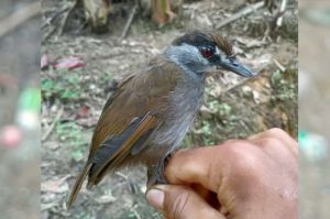 Dianggap Punah 170 Tahun Lalu, Burung Black Browned Muncul di Hutan Kalimantan