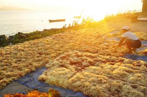 KKP Gandeng Perusahaan Kosmetik Kembangkan Turunan Rumput Laut
