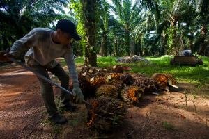 Industri Kelapa Sawit Diklaim Kebal Pandemi, Terus Menopang Ekonomi Nasional