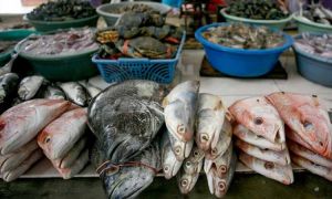 Gawat! Ratusan Jenis Ikan yang Dikonsumsi Manusia Makan Sampah Plastik