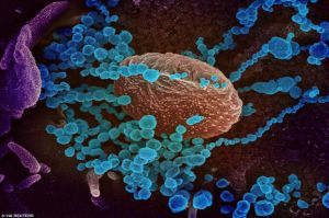 Antibodi Sudah Bagus Tak Ada Ampun Bagi Mutasi N439K
