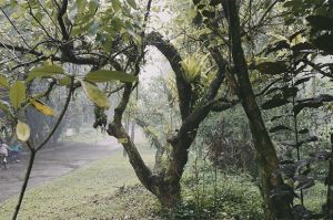 Danone Indonesia-IPB Kolaborasi Hadirkan Taman Kehati untuk Tingkatkan Akses Nutrisi dan Air Bersih