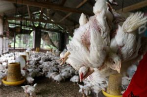 Agar Harga Tak Menggelepar, Kementan Kendalikan Pasokan Ayam Hidup