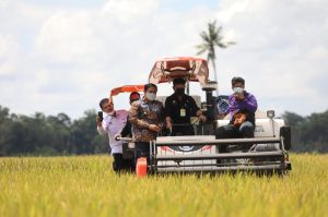 Inilah 25 Kabupaten Produsen Beras Terbesar Indonesia, Indramayu di Urutan Pertama