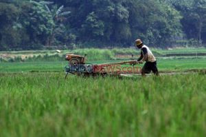 Tingkat Kesadaran Petani Asuransikan Lahan di Bekasi Masih Minim