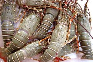 Vietnam Rajai Ekspor Lobster Dunia Berkat Benih dari Indonesia