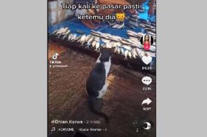 Kucing Berakhlak Ini Pilih Menunggu Dibanding Mencuri Ikan, Netizen Dibuat Kagum