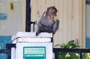 Monyet Liar yang Lukai Bocah 4 Tahun Ditangkap Warga Palmerah