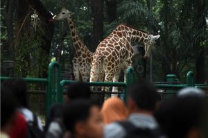 Wisata Kebun Binatang Ragunan Tetap Buka, Harus Daftar Online Dulu