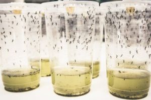 Ilmuwan Lepas 5 Juta Nyamuk Terinfeksi Bakteri Wolbachia di Yogyakarta