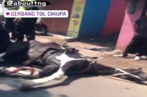 Diduga Kelelahan, Kuda Penarik Delman Ini Terkapar di Jalan Tangerang