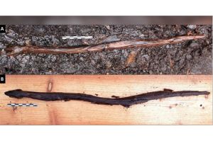 Tongkat Ular Milik Dukun dari 4.400 Tahun Lalu Ditemukan di Finlandia
