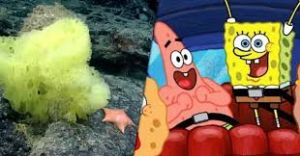 Ilmuwan Syok Bertemu SpongeBob dan Patrick Asli di Dasar Laut