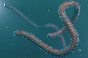 WHO Sebut Virus Marburg Mirip Ebola, 1 Kasus Kematian di Afrika Barat