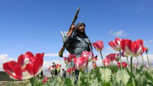 Jadi Rebutan Taliban, UNODC Pastikan Hasil Tanah Afghanistan Melebihi Harga Emas & Minyak