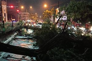 Pohon Tumbang Akibat Hujan Badai di Depok, Wakil Wali Kota Perintahkan Pemangkasan