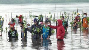 Mangrove Beri Kontribusi Besar dalam Penyerapan Emisi Karbon