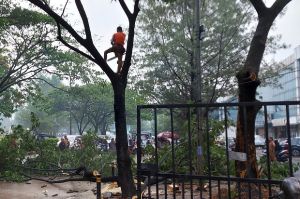 Hujan Angin Melanda Tangsel, Ancaman Pohon Besar Tumbang Terus Mengintai