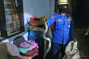 Damkar Jakarta Timur Taklukkan Ular Kobra 1,5 Meter di Ciracas